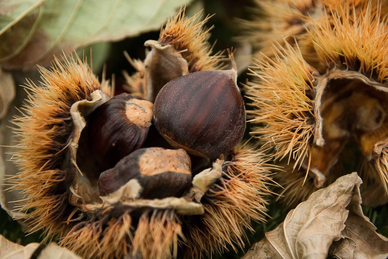 Come conservare le castagne: il metodo super goloso che non ti aspetti (Fonte foto: Pixabay)