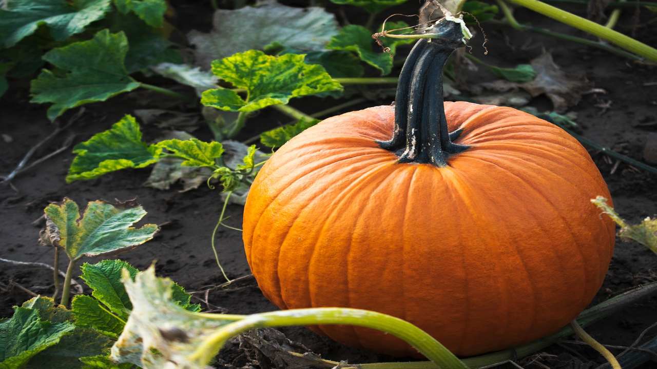 come cucinare la zucca