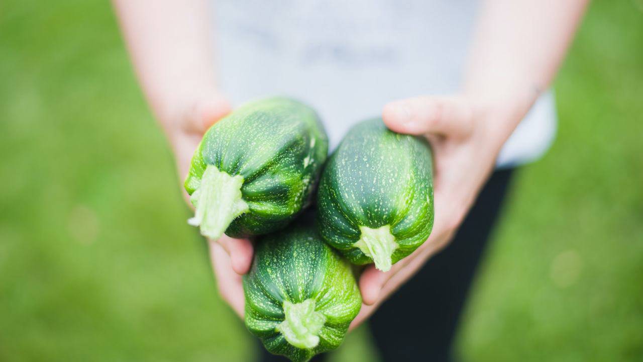 Zucchine