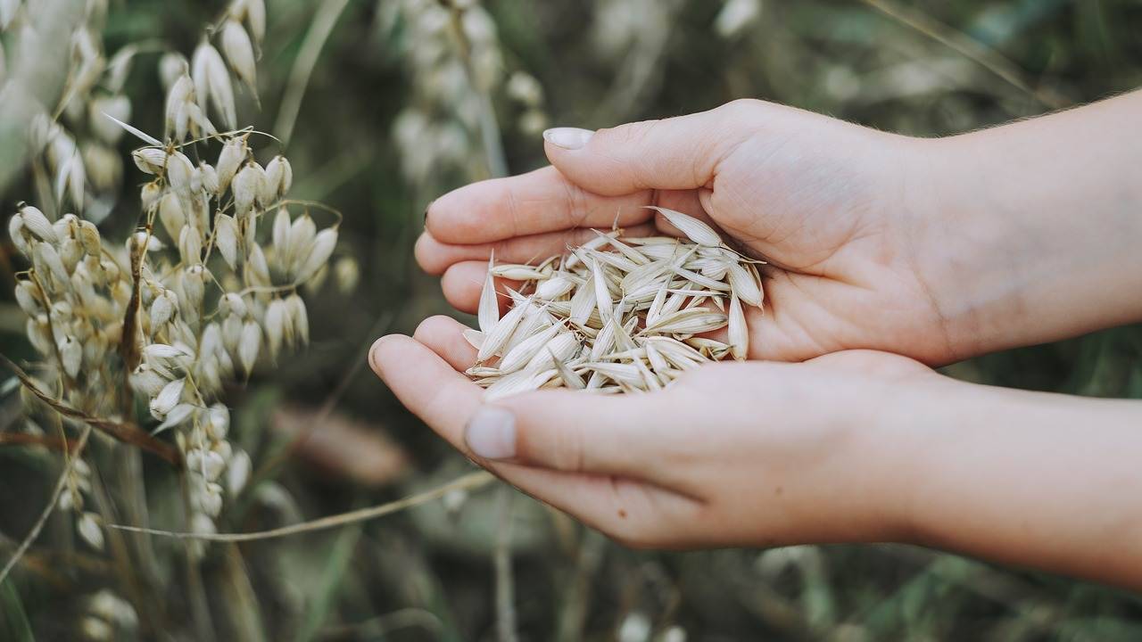 mangiare avena più spesso