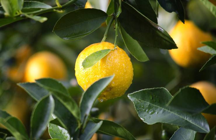 Limoni come conservare