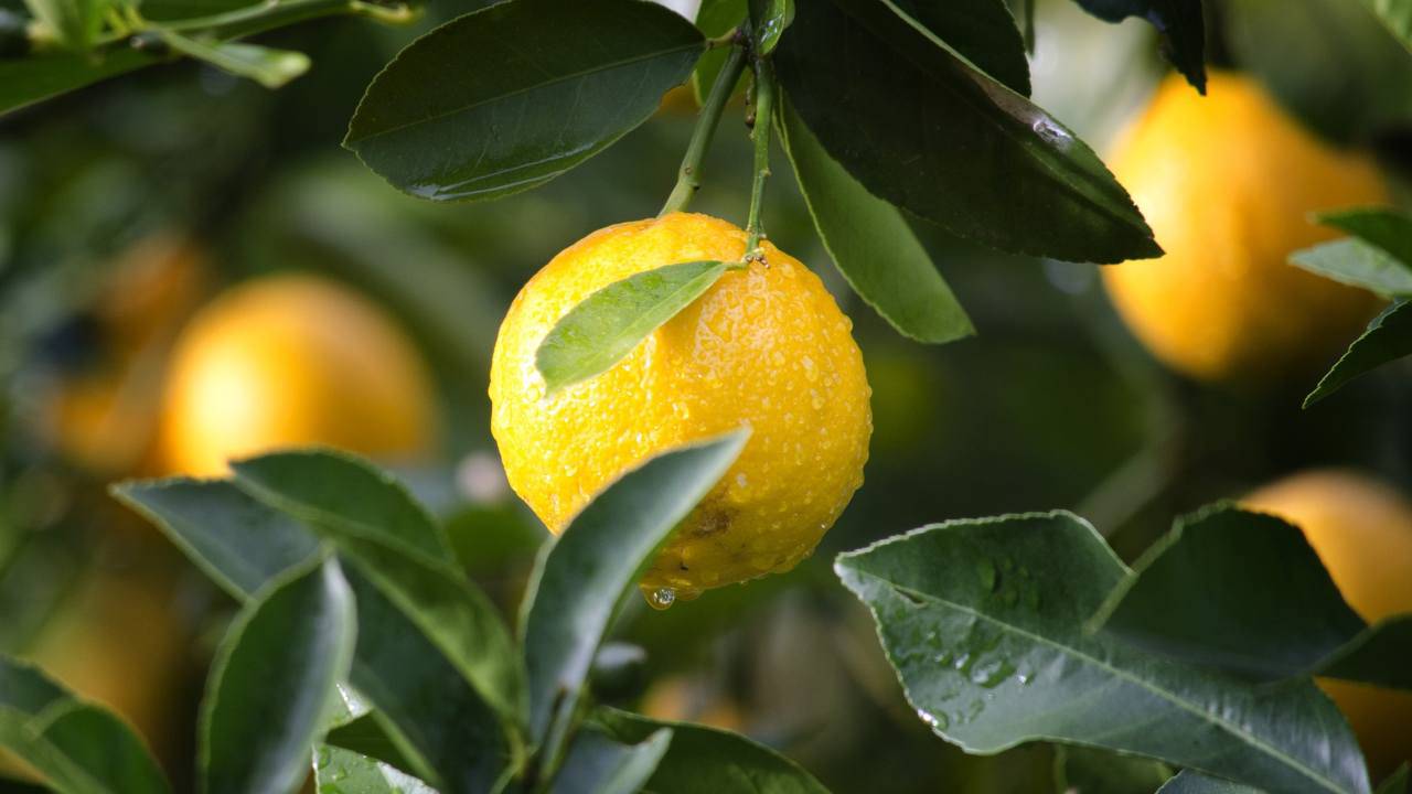 Limoni come conservare