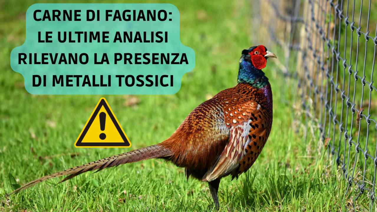 carne fagiano metalli tossici