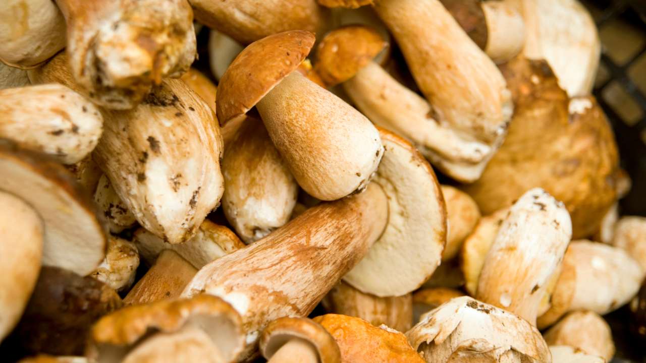 funghi potere miracoloso