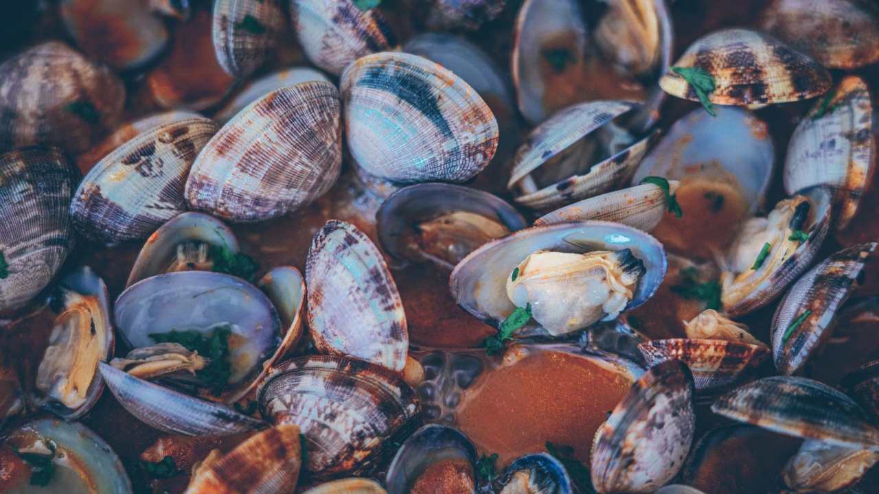 Vongole come riconoscere fresche