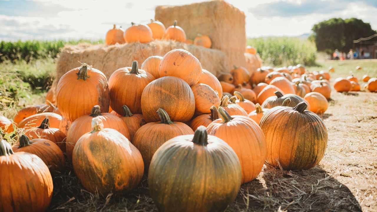 Tempo di zucca 5 varietà