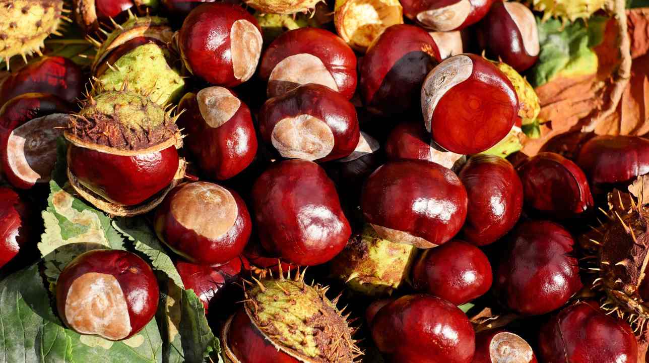 Castagne: le differenze con i marroni