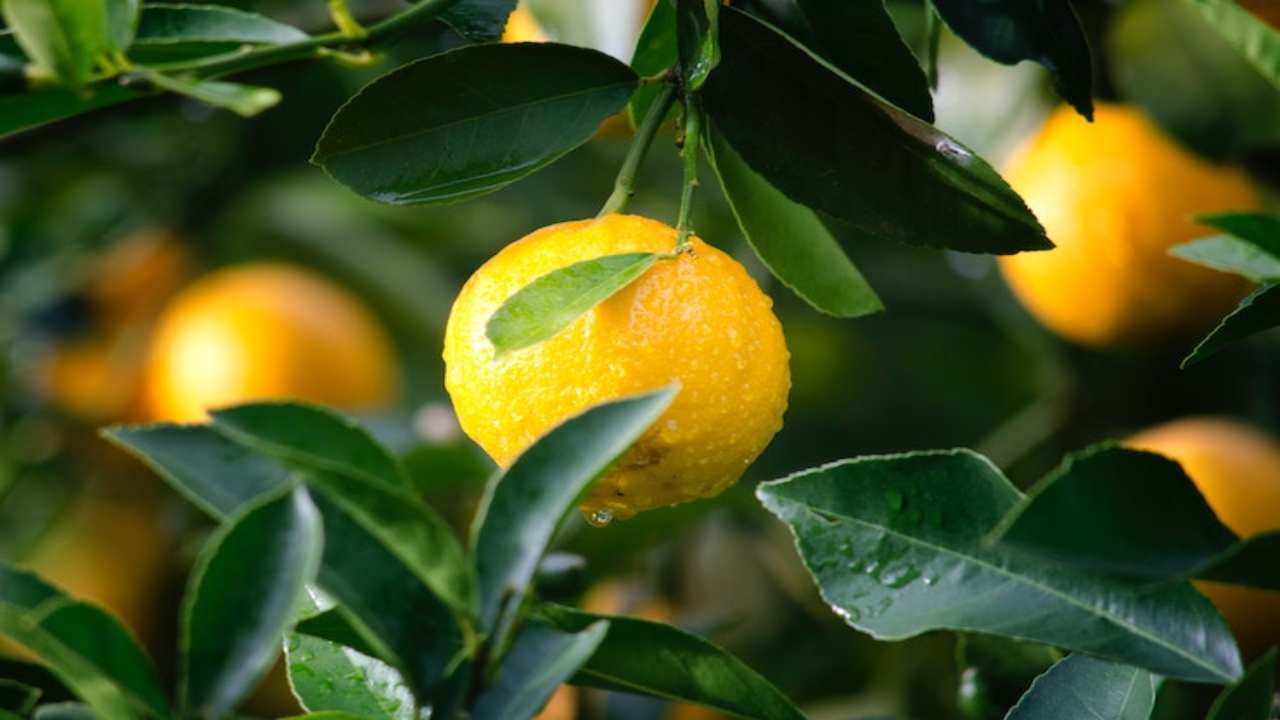 come congelare limoni