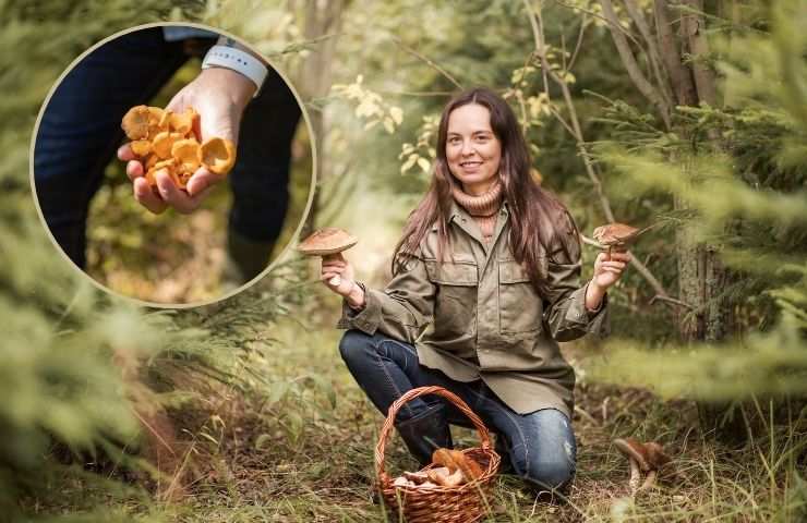 funghi raccolti messi nel cestino