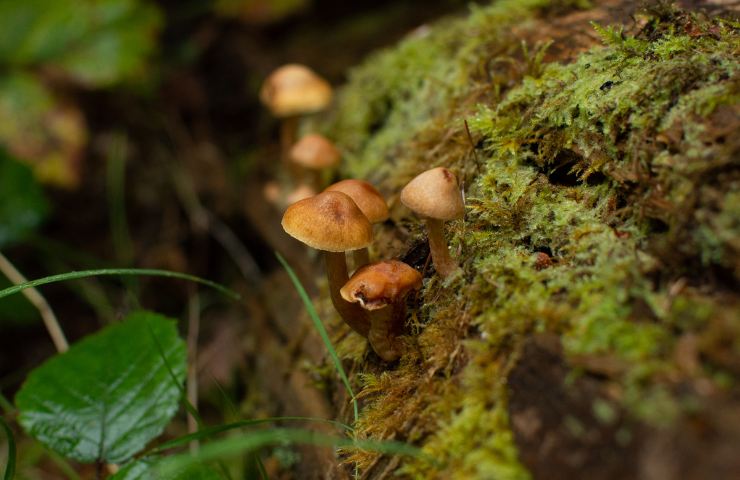 In che fase lunare crescono i funghi?